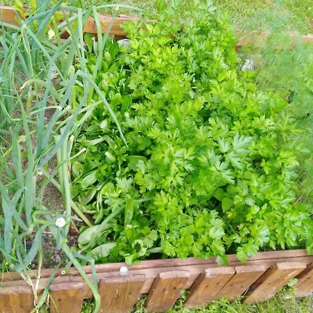 Mogielicki Zakatek *